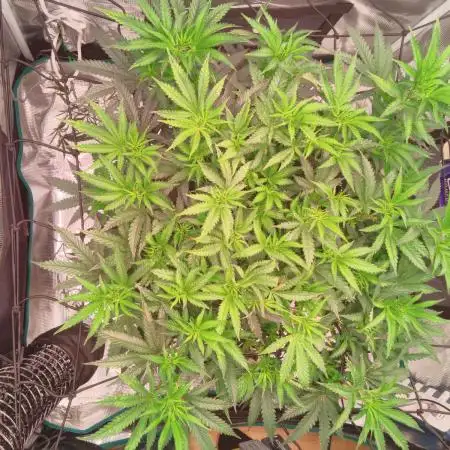 Ghost Train Haze