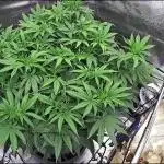 Ghost Train Haze