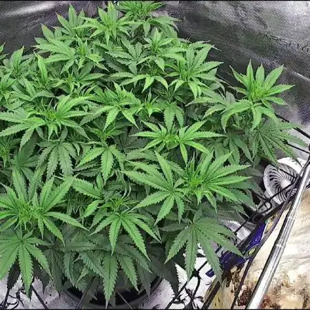 Ghost Train Haze