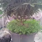 Ghost Train Haze