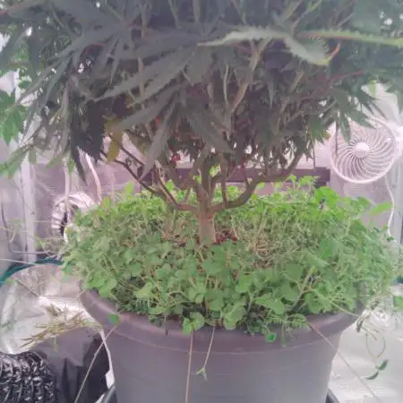 Ghost Train Haze