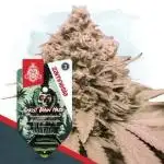 Ghost Train Haze