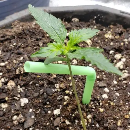Devine seeds - devine rapier auto