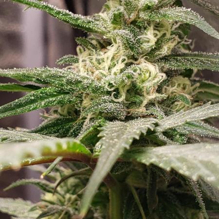 BigWeed GrowGuide