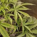 Devine seeds - devine rapier auto