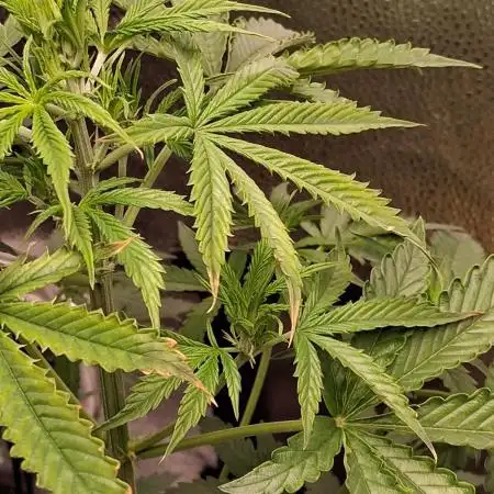 Devine seeds - devine rapier auto