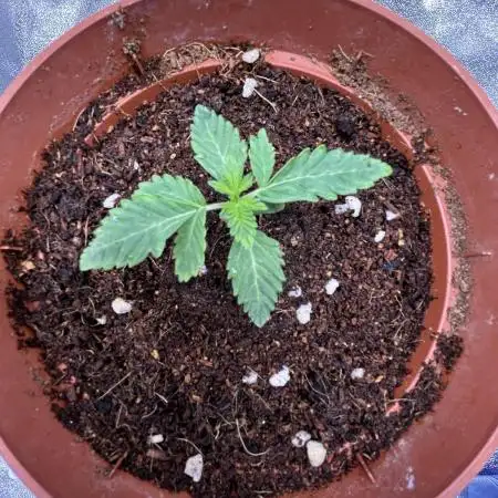 Tropical Indoor Season