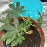 Tropical Indoor Season