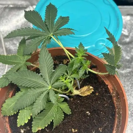 Tropical Indoor Season