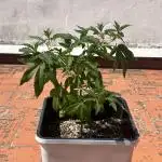 Delicia Pisocdelica