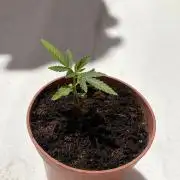 My mom think this is a tomatoe seed lol