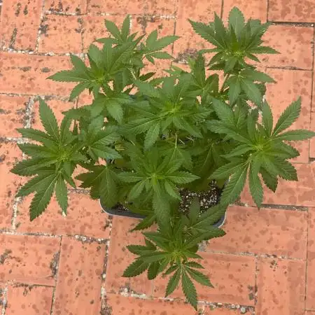 Delicia Pisocdelica