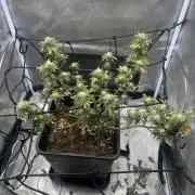 Tropical Indoor Season