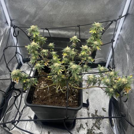 Tropical Indoor Season