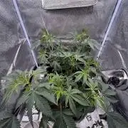 Tropical Indoor Season