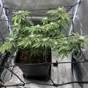 Tropical Indoor Season