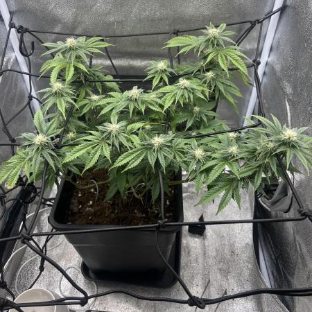 Tropical Indoor Season