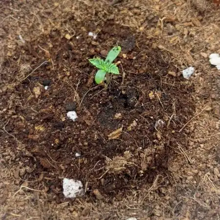 Tropical Indoor Season