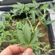 Tropical Indoor Season