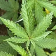 Tropical Indoor Season