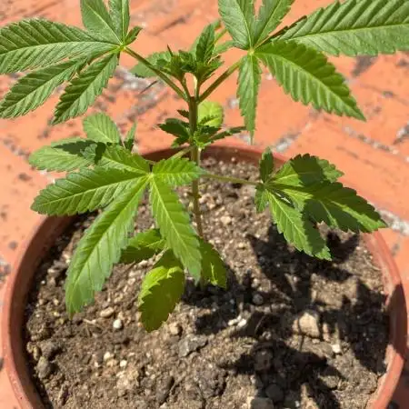 Delicia Pisocdelica