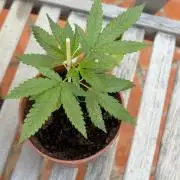My mom think this is a tomatoe seed lol