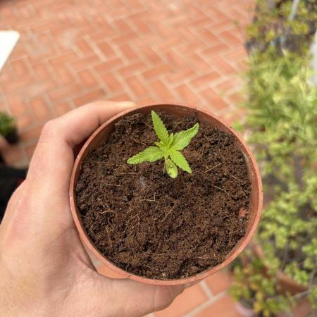 My mom think this is a tomatoe seed lol