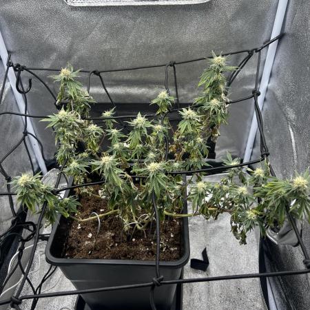 Tropical Indoor Season