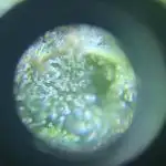 Delicia Pisocdelica