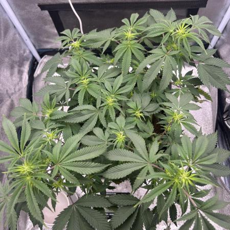 Tropical Indoor Season