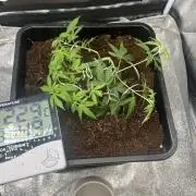 Tropical Indoor Season