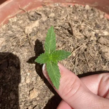 Delicia Pisocdelica