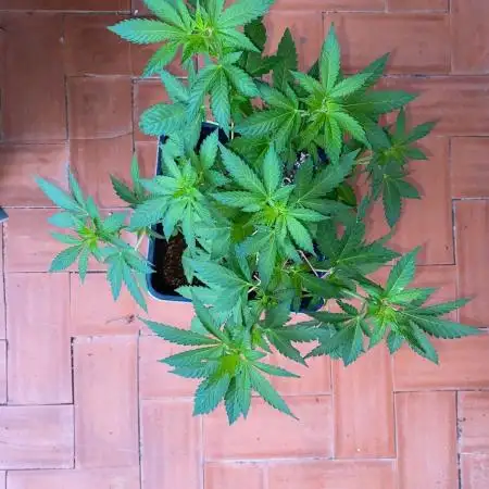 Delicia Pisocdelica