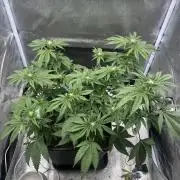 Tropical Indoor Season