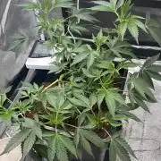 Tropical Indoor Season