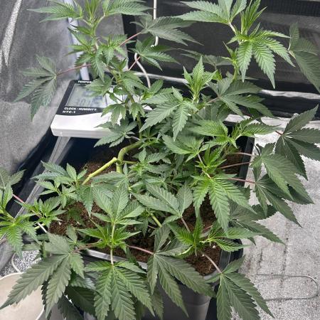 Tropical Indoor Season