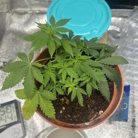 Tropical Indoor Season