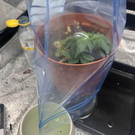 Tropical Indoor Season