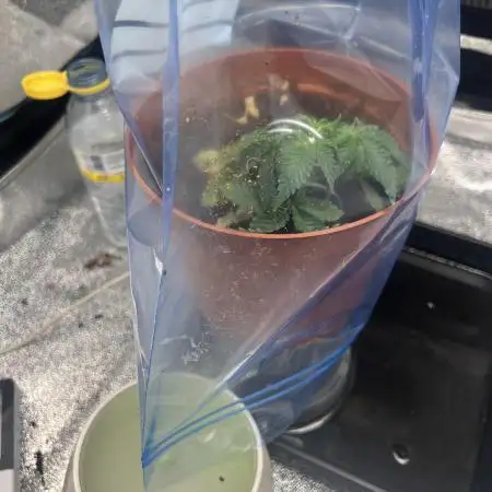 Tropical Indoor Season