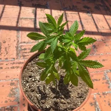 Delicia Pisocdelica