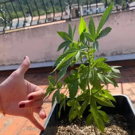Delicia Pisocdelica