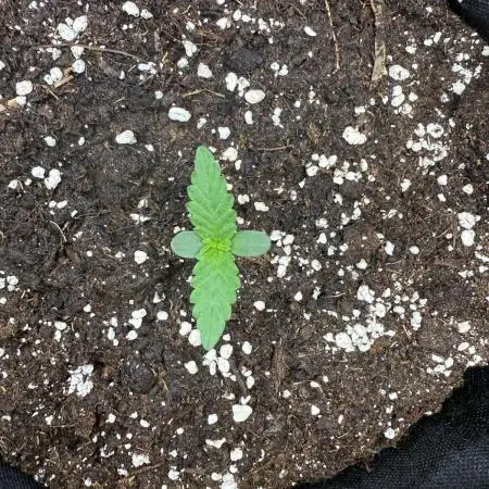 🦍🍬 Indoor