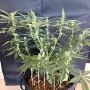 🍓🦍