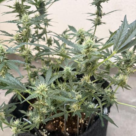 🦍🍬 Indoor
