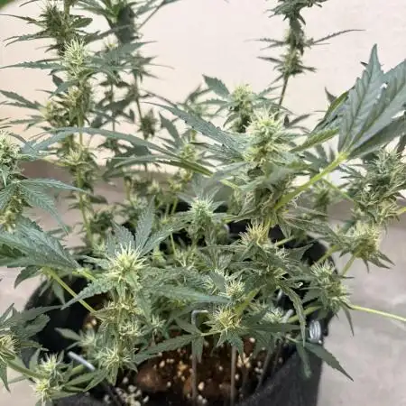 🦍🍬 Indoor