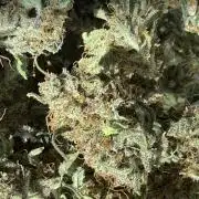 ❄️‼️
