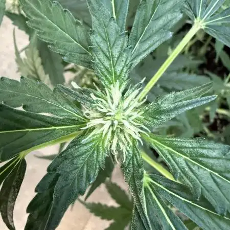 🦍🍬 Indoor