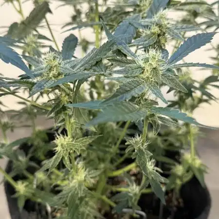 🦍🥊 Indoor