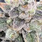 🦍🥊 Indoor