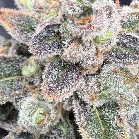🦍🥊 Indoor